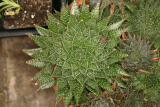 Aloe aristata RCP4-2015 161.JPG